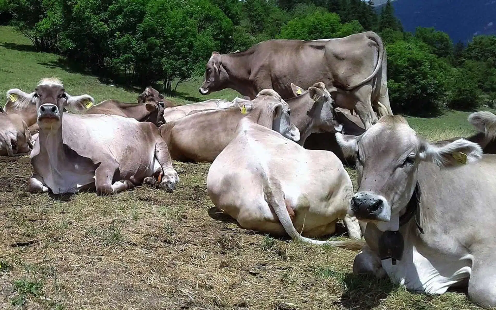 Les Vaches Brune des Alpes : Garantes d’un Lait de Qualité pour des Fromages d’Exception