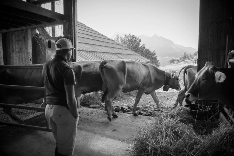 Eleveur sort sa vache après l'hiver fromagerie Hautes Alpes (1)